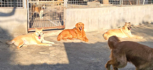 How to Give Your Rescue Dog Their First Bath: A Stress-Free Guide