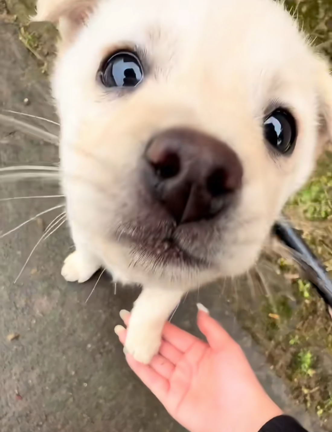 Puppy’s First Bath: What’s Safe for Your New Furry Friend