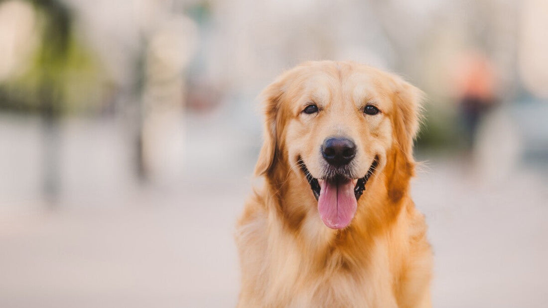 How to Keep Your Dog Smelling Fresh Between Baths (Without Overwashing)